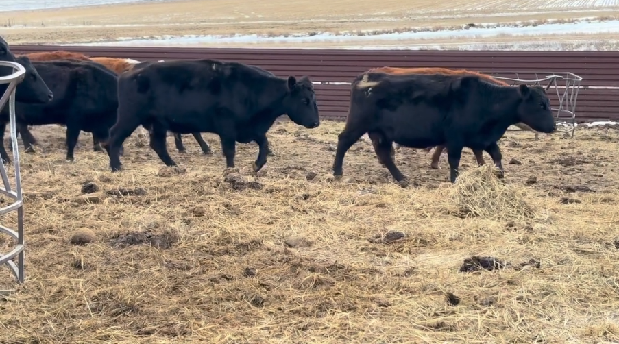 Calve April 1 – June 30th. OPEN TO OFFERS.-BC1219B5